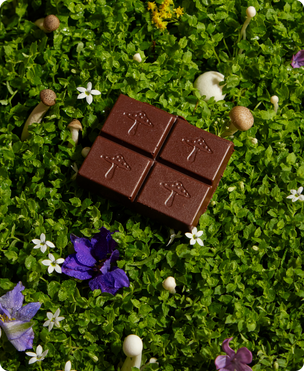 Nightcap Mushroom Chocolate by Alice